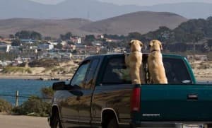 dogs in a truck