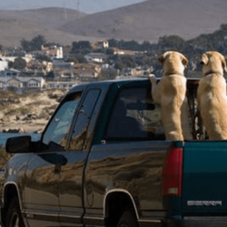 Two dogs in the back of a pick-up